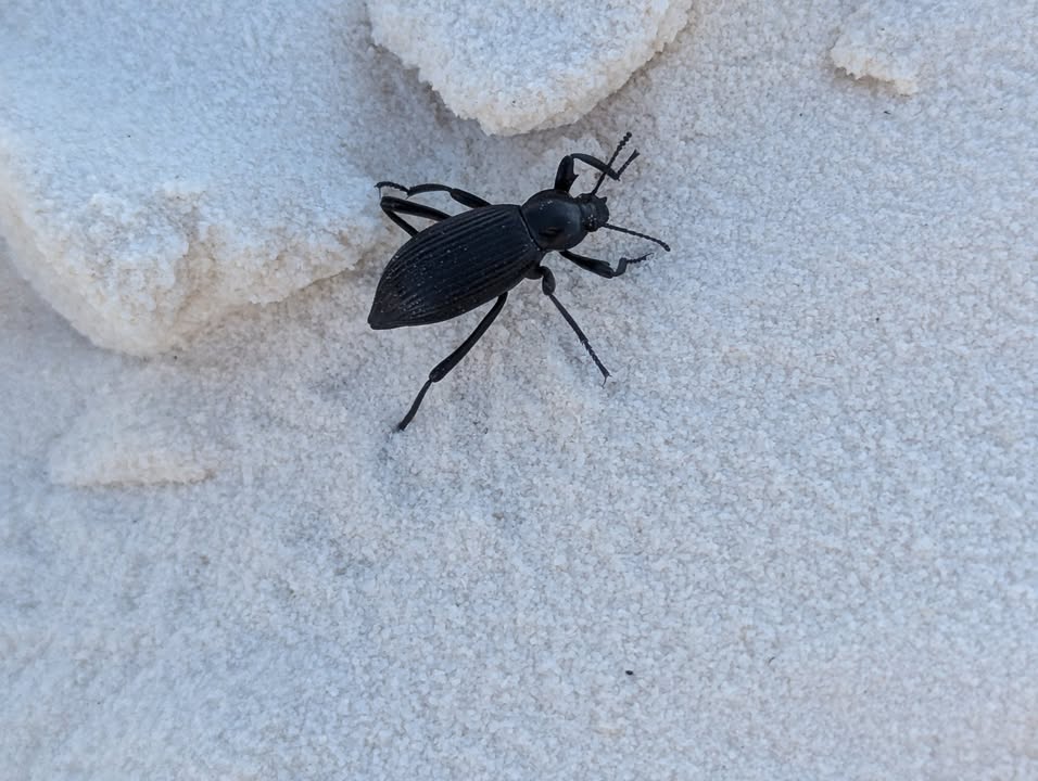 Black Beetle