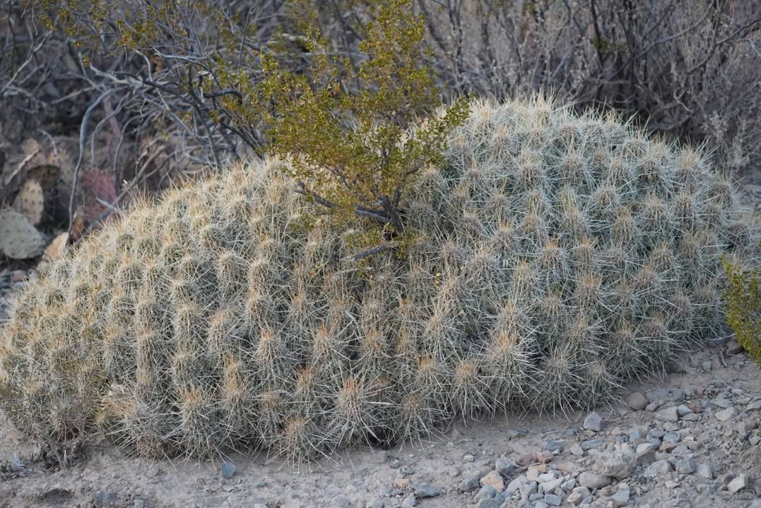 Strawberry hedgehog cactus