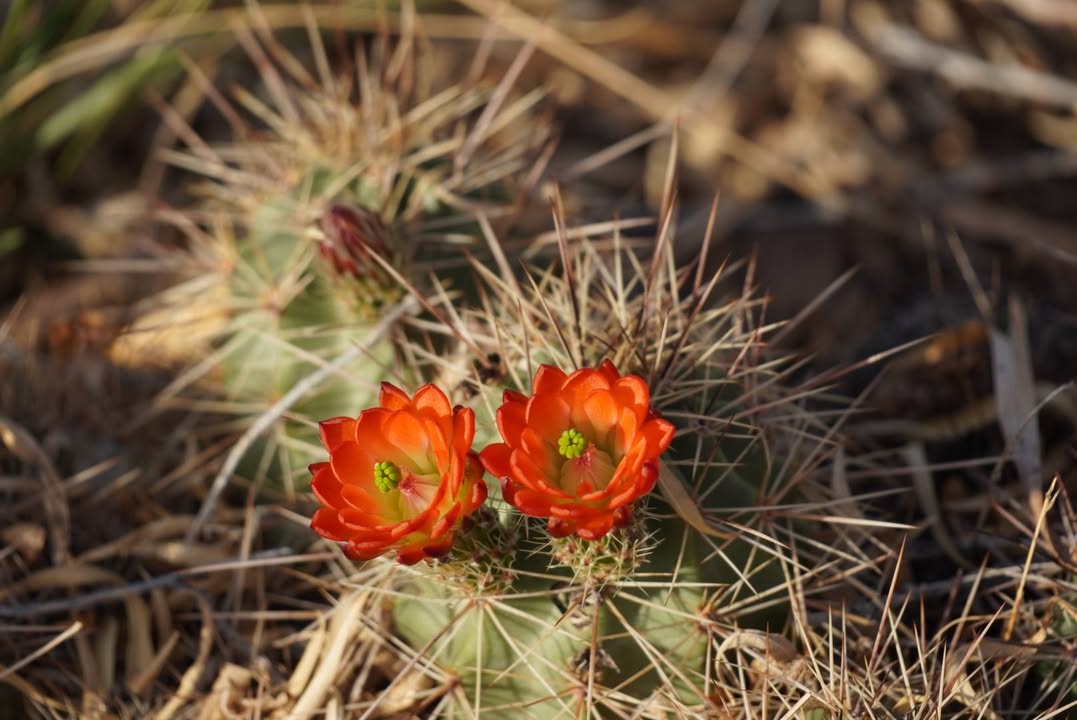 Strawberry hedgehog cactus flower