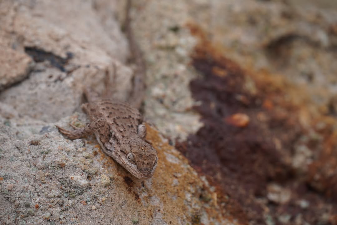 Greater Short-horned Lizard on Delicate Arch trail