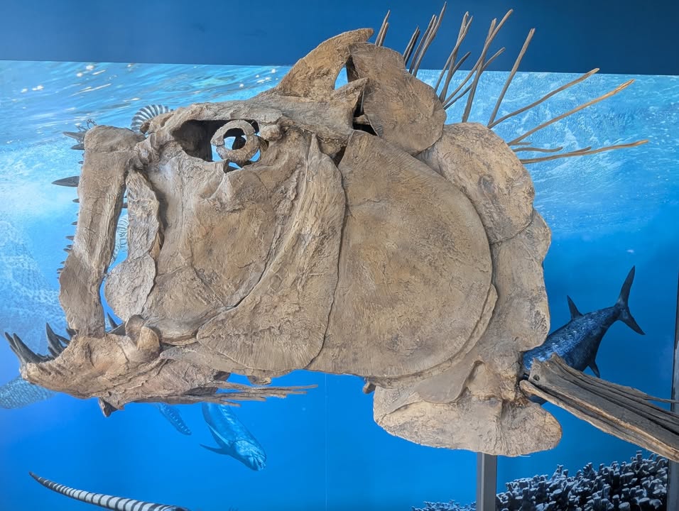 Ancient Fish at Fossil Discovery Exhibit