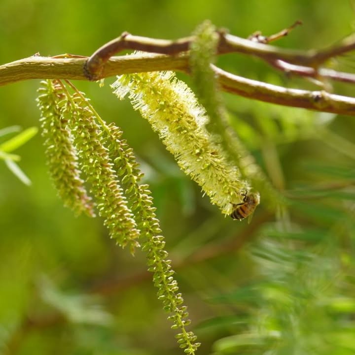 Bee on Honey Mesquite