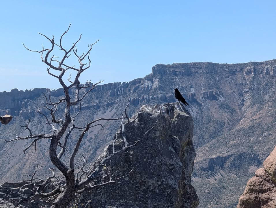 Black Bird on Lost Mine Trail