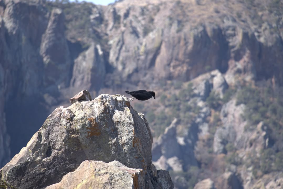 Black Bird on the Lost Mine Trail