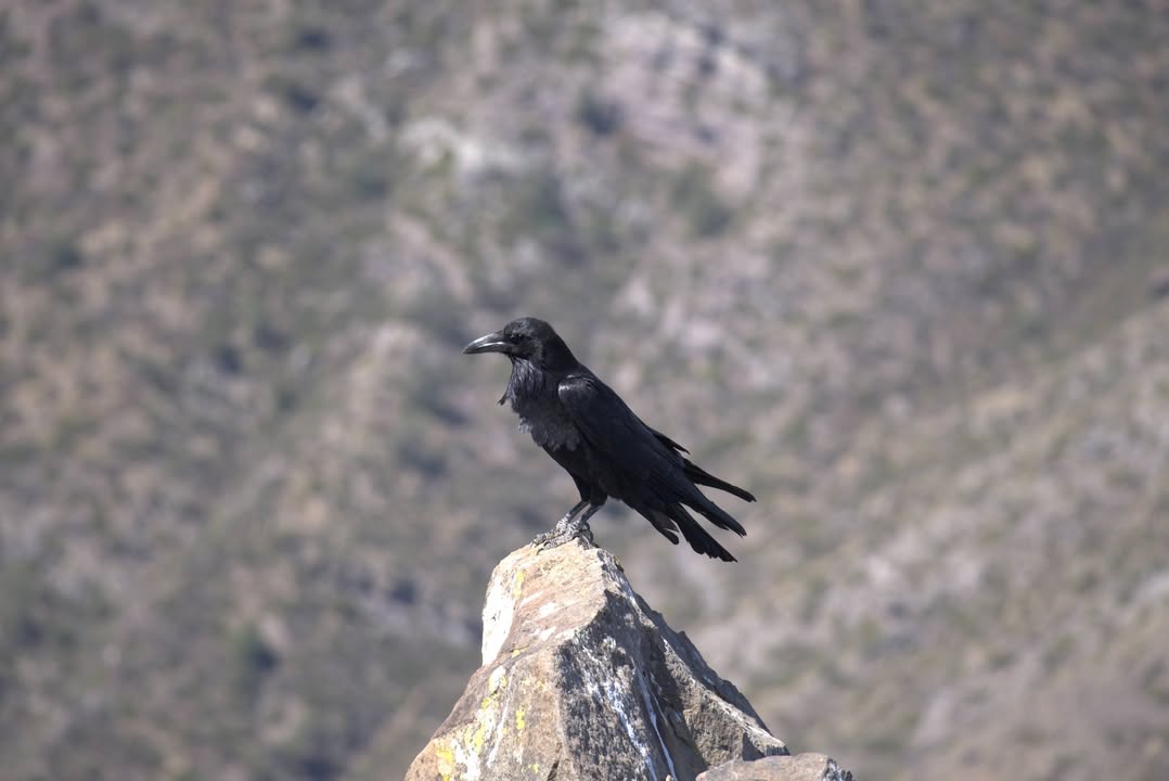 Black Bird on the Lost Mine trail