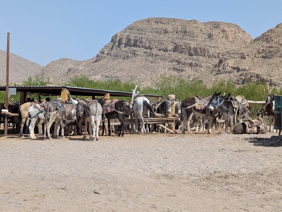 Boquillas Donkeys