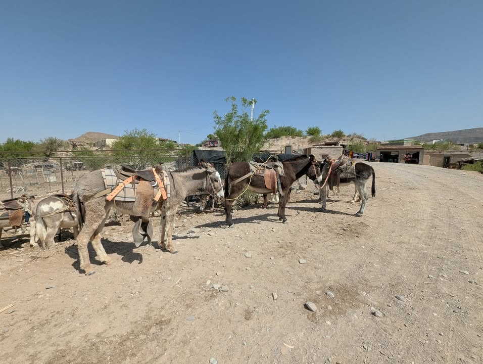 Boquillas Donkeys