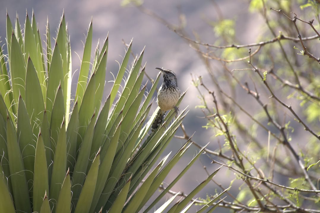 Cactus Wren