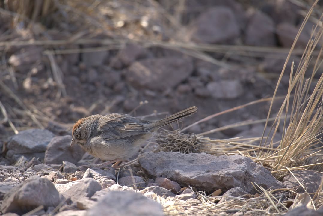 Canyon Towhee