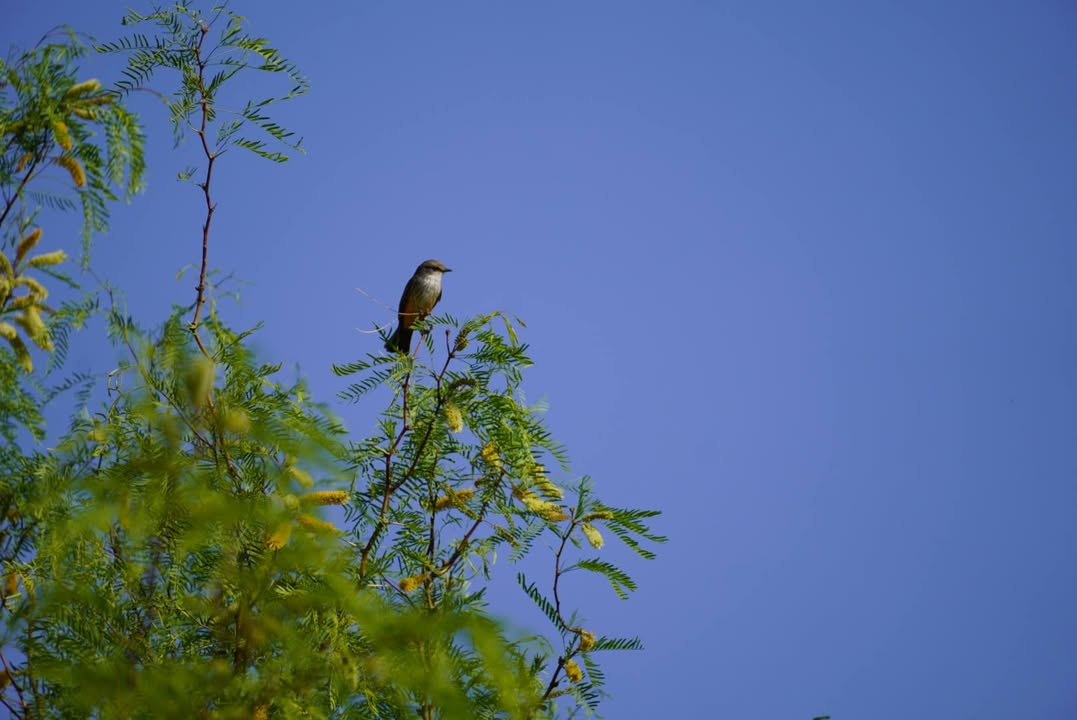 Couch’s Kingbird on Honey Mesquite