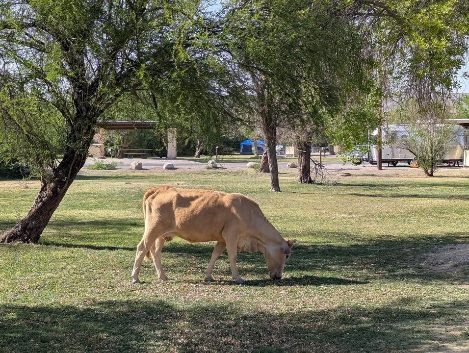 Cow at Rio Grande Village Campground