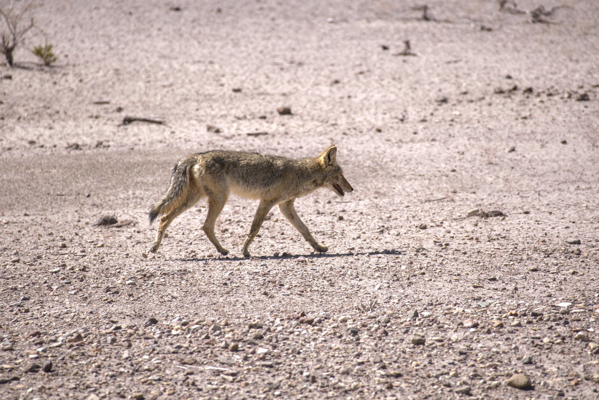 Coyote near the road at Big Bend