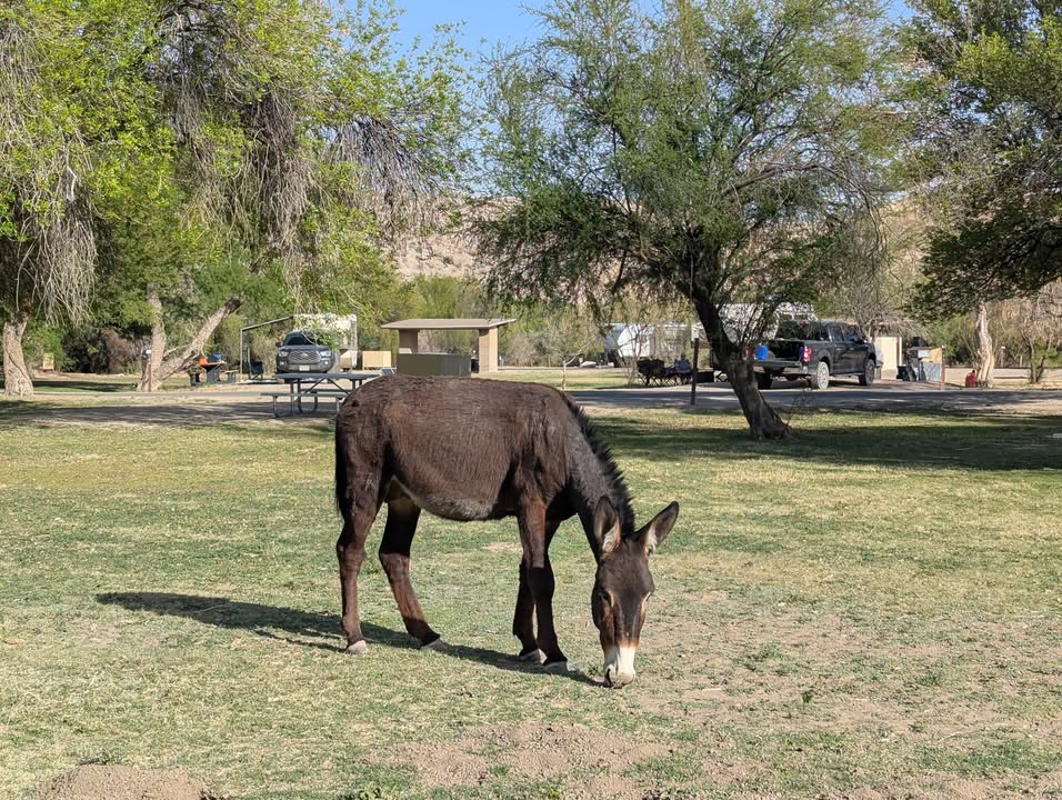 Donkey at Rio Grande Village Campground