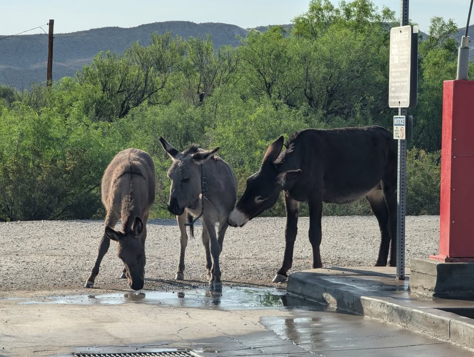 Donkeys at Rio Grande Village Campground