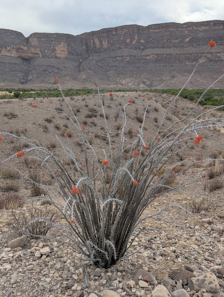 Dorgan Sublett Trail