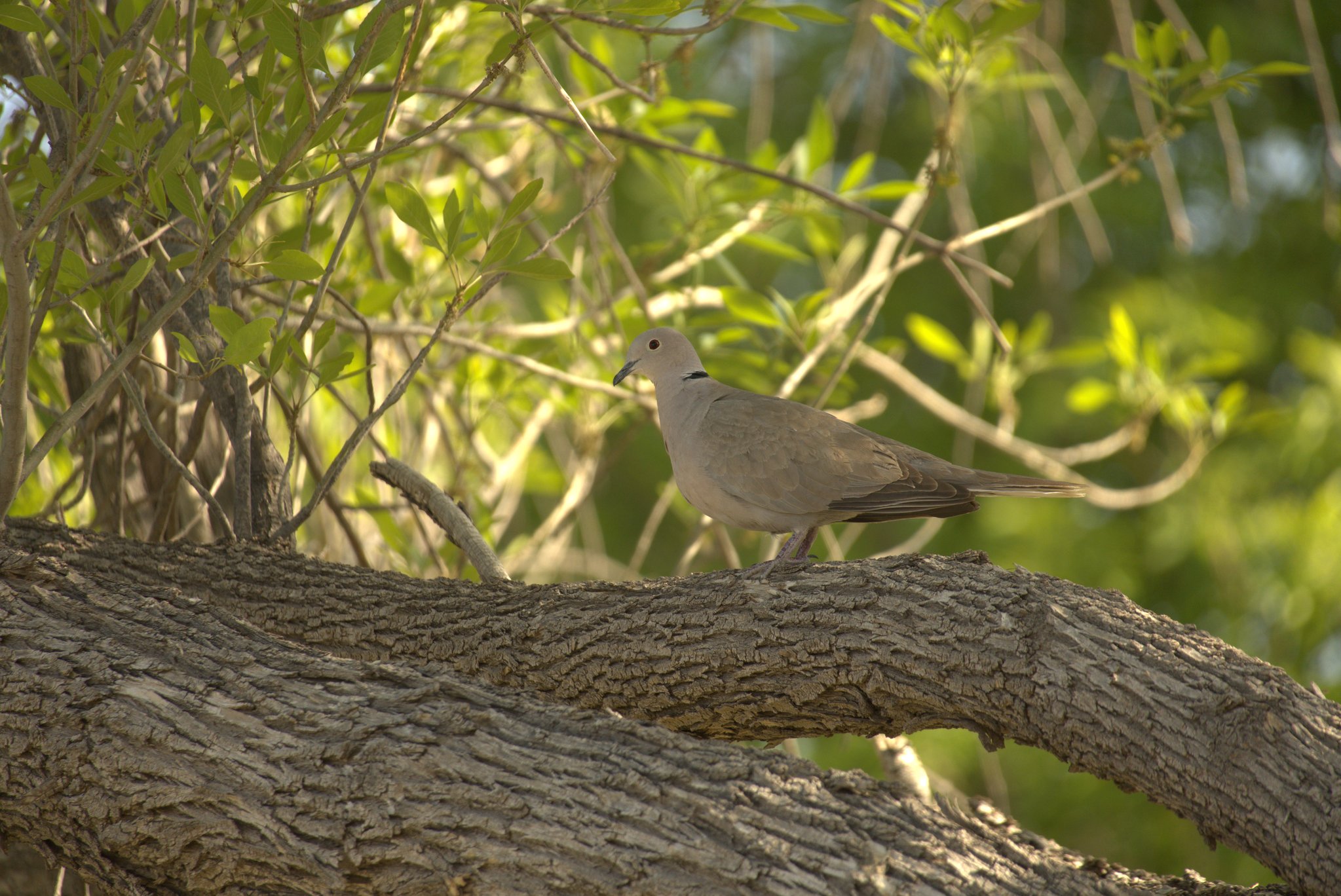 Dove at the Rio Grande Village Campground