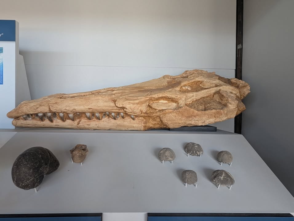 Fossil Discovery Exhibit