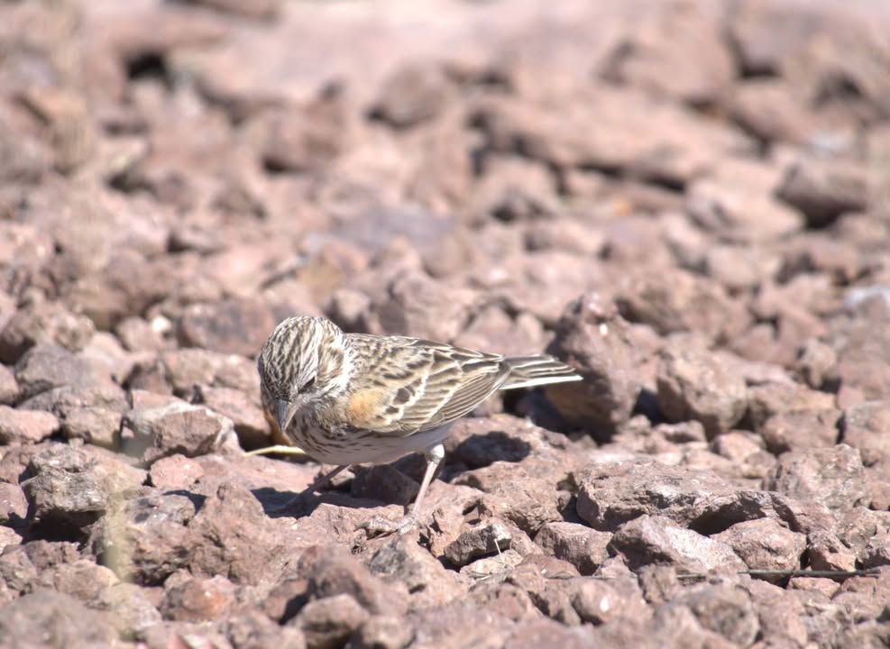 Horned Lark on the Lost Mine Trail