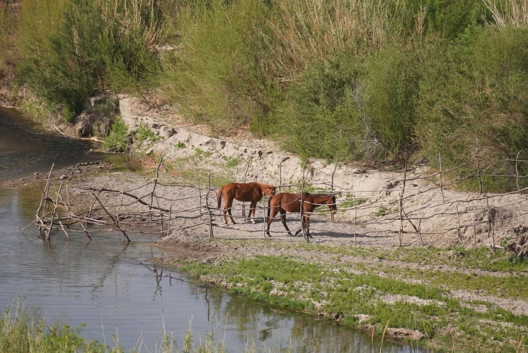 Horses across the Rio Grande in Mexico