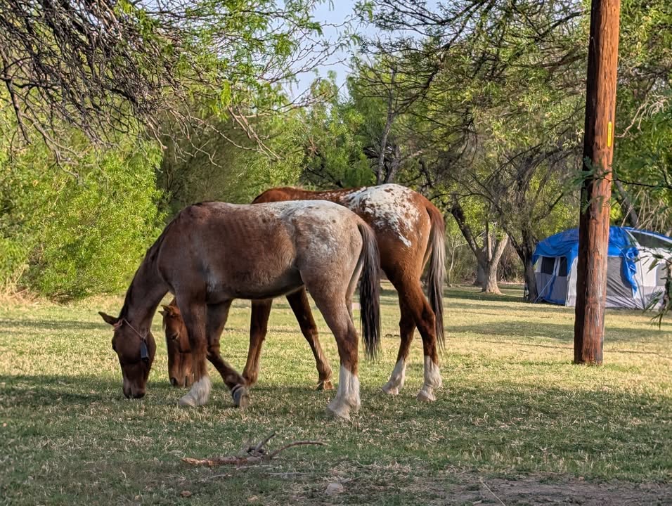 Horses at Rio Grande Village Campground