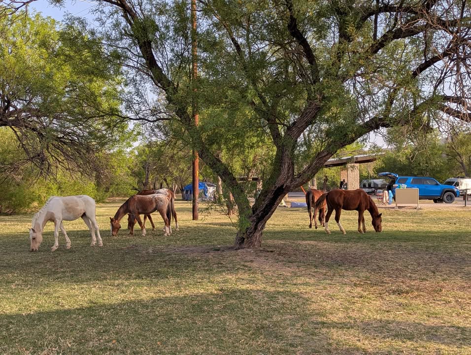 Horses at Rio Grande Village Campground