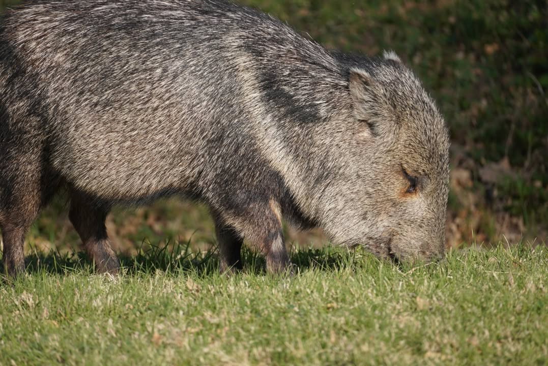 Javelina munching at Rio Grande Village