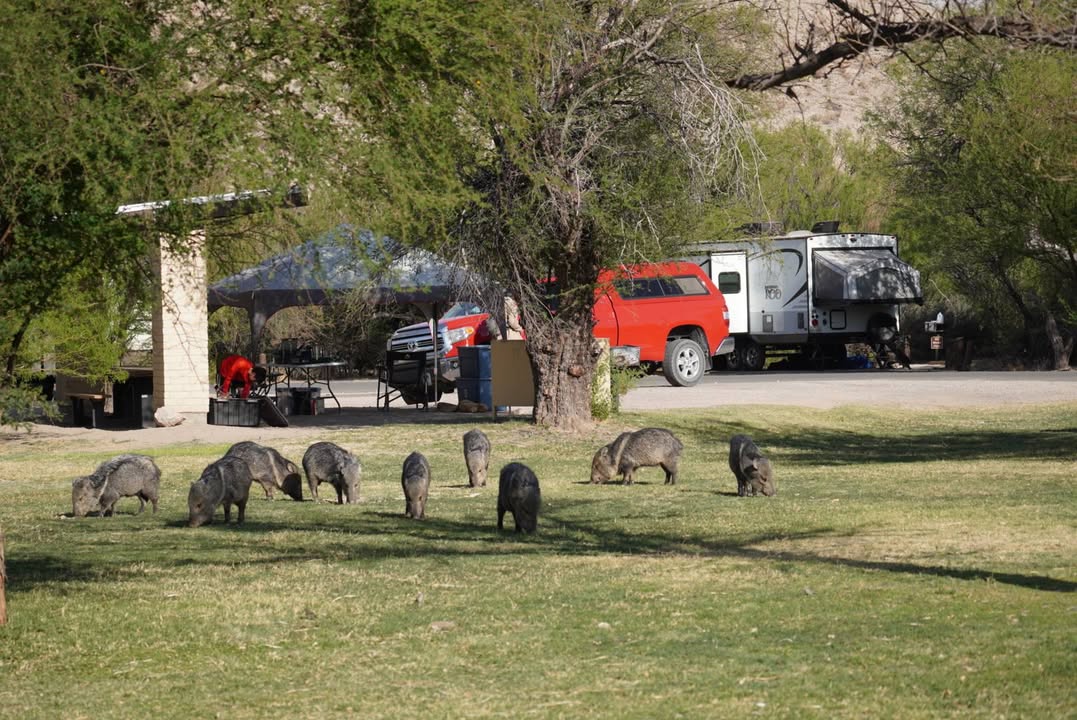 Javelinas at Rio Grande Village
