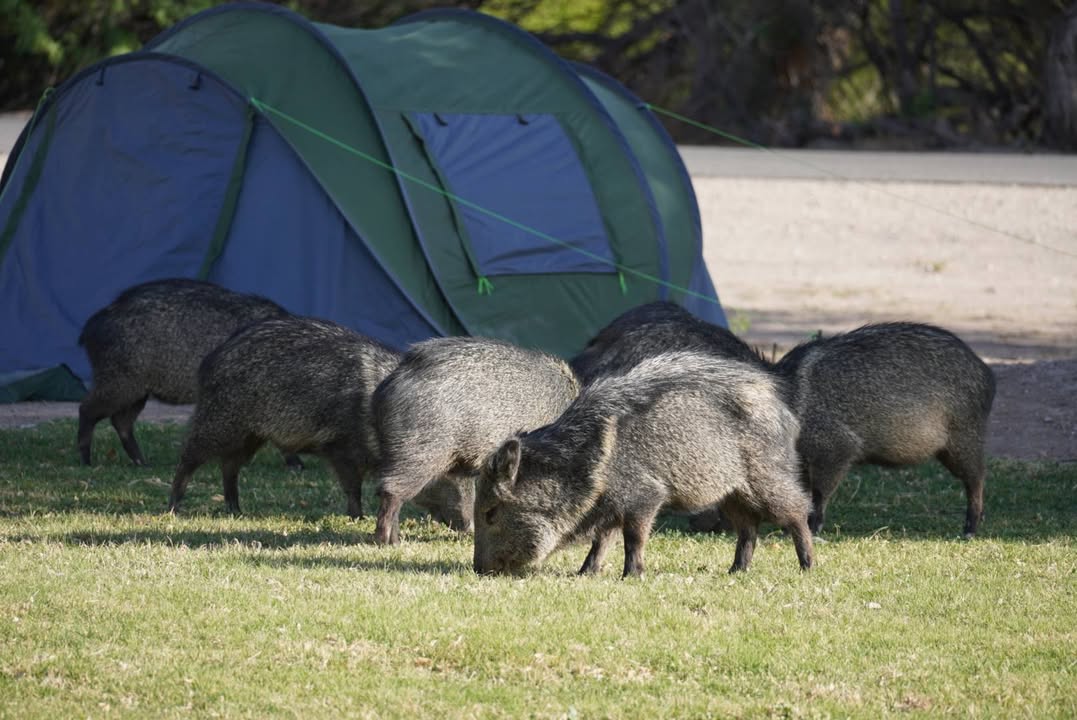 Javelinas at Rio Grande Village
