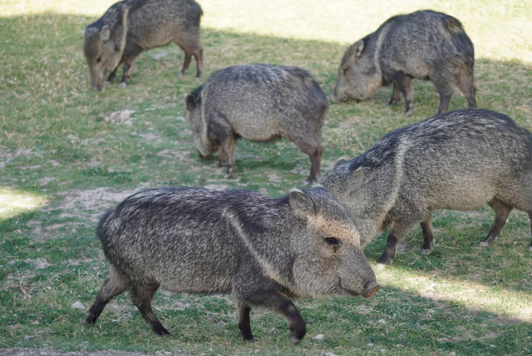 Javelinas at Rio Grande Village