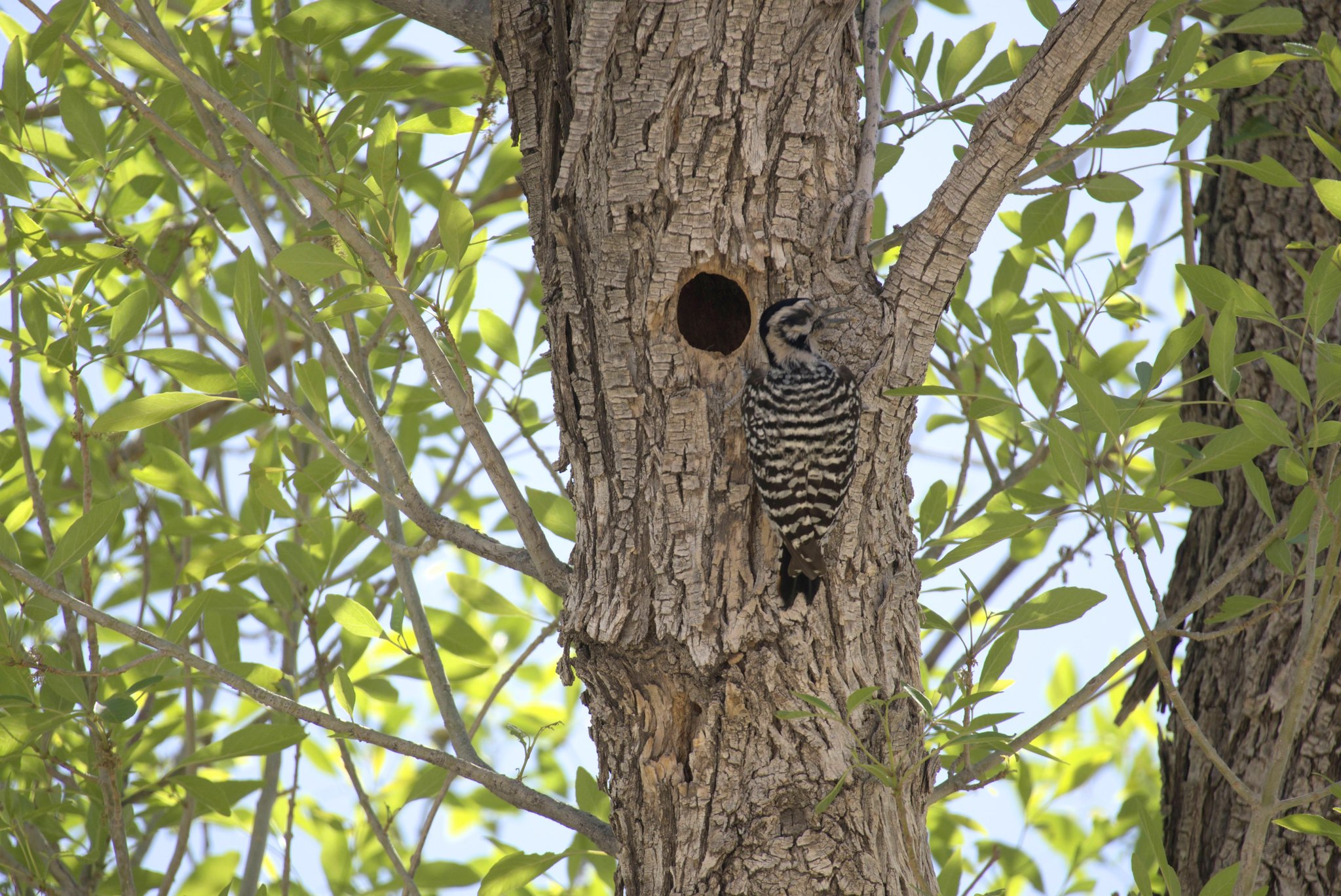 Ladder-backed Woodpecker at Rio Grande Village Campground