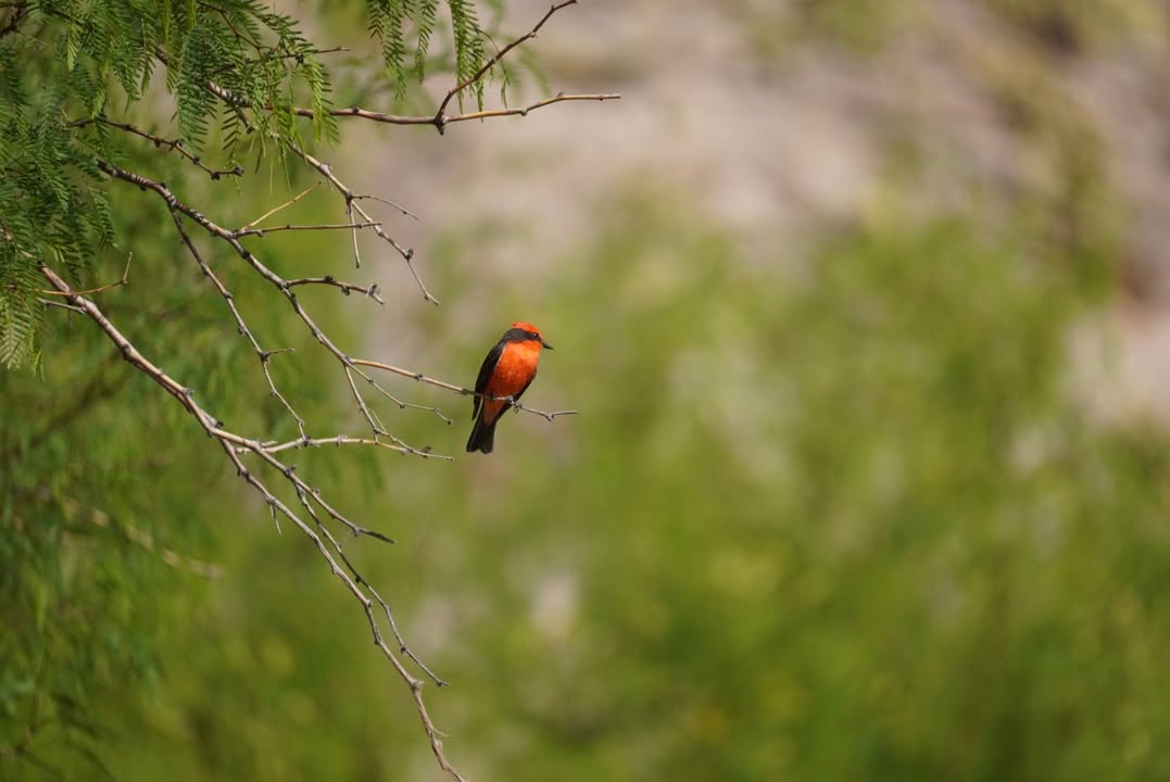 Male Vermilion Flycatcher at Daniel Ranch