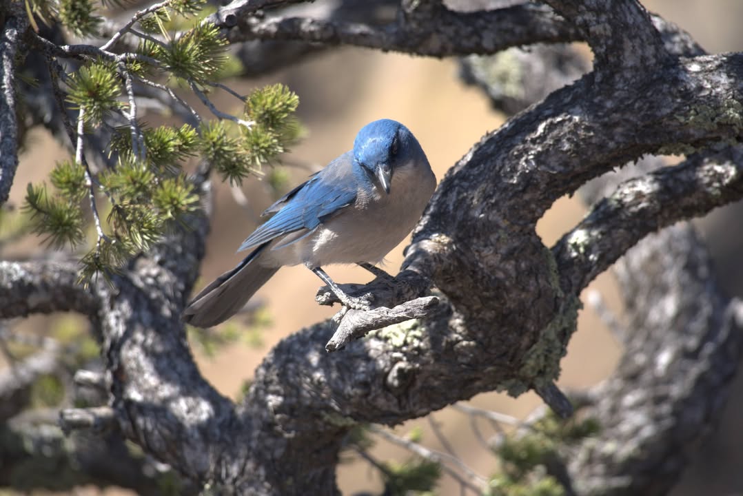 Male Western Blue Bird on the Lost Mine Trail
