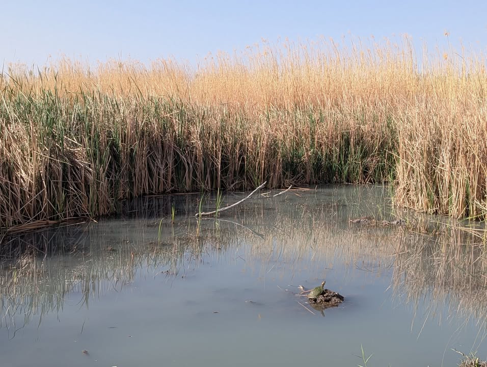 Marsh along the Rio Grande Nature Trail