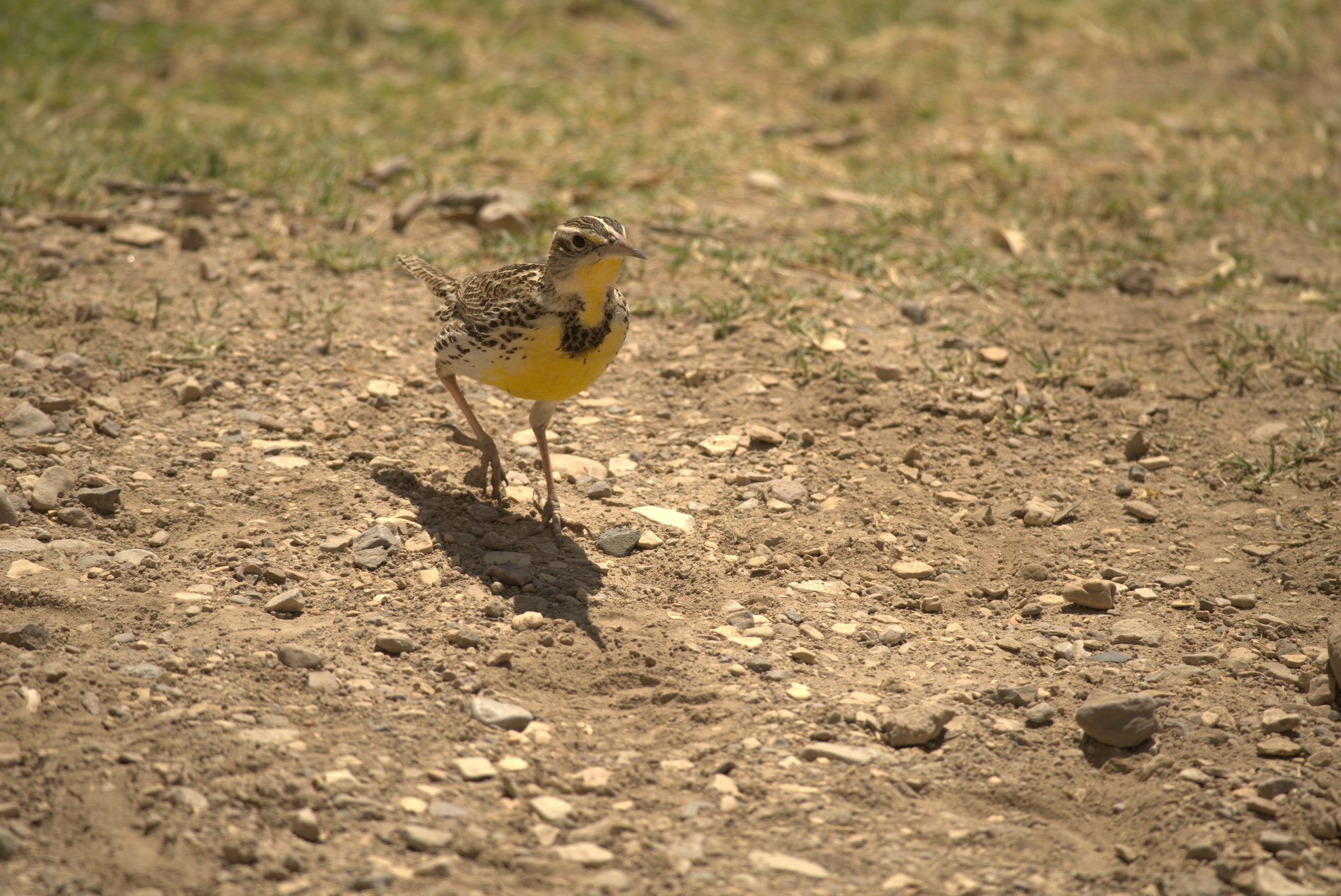 Meadowlark at Rio Grande Village Campground
