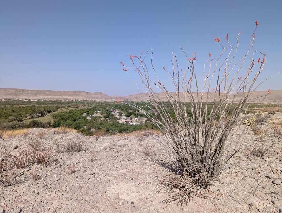 Ocotillo at Rio Grande Village Nature Trail