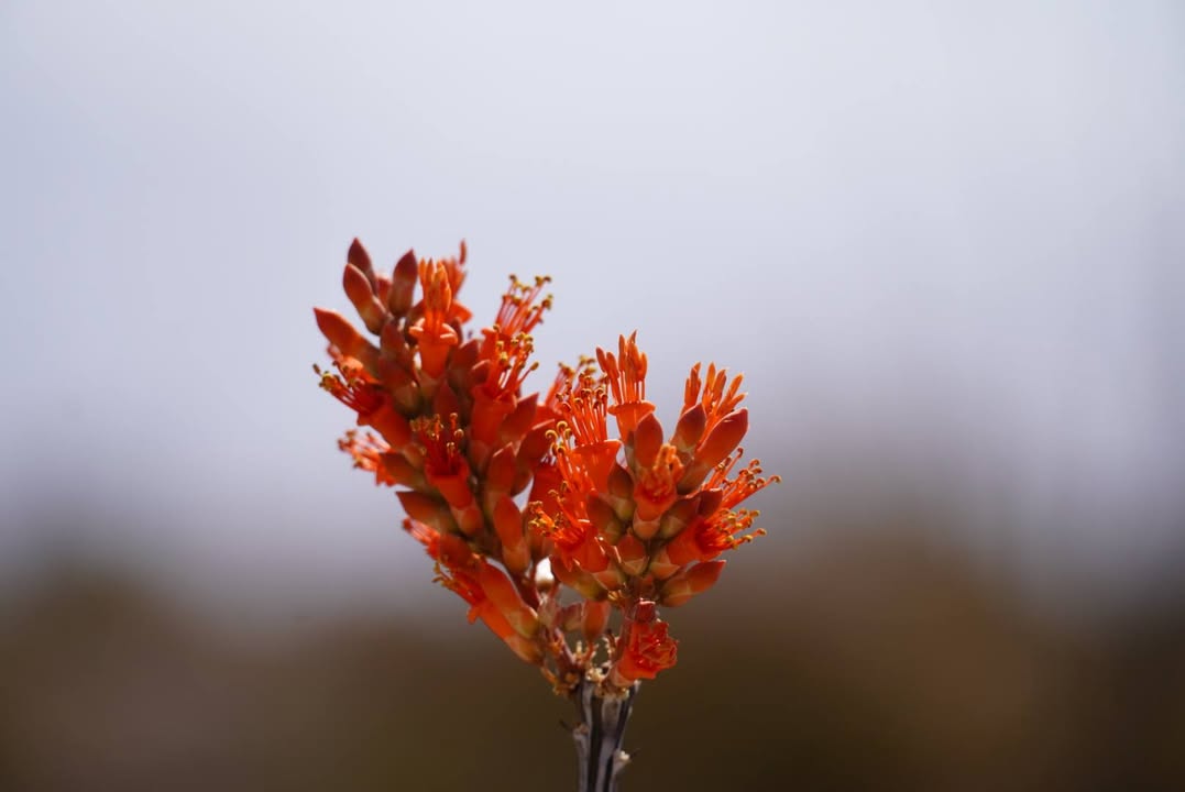 Octotillo Flower
