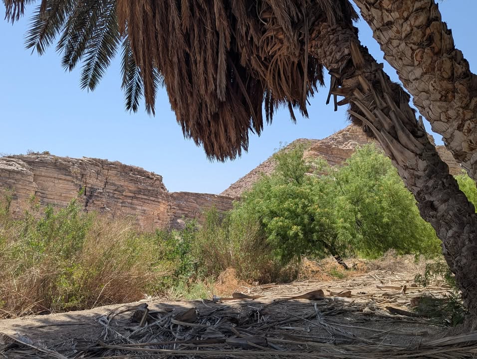 Picnic Beneath Palm Tree