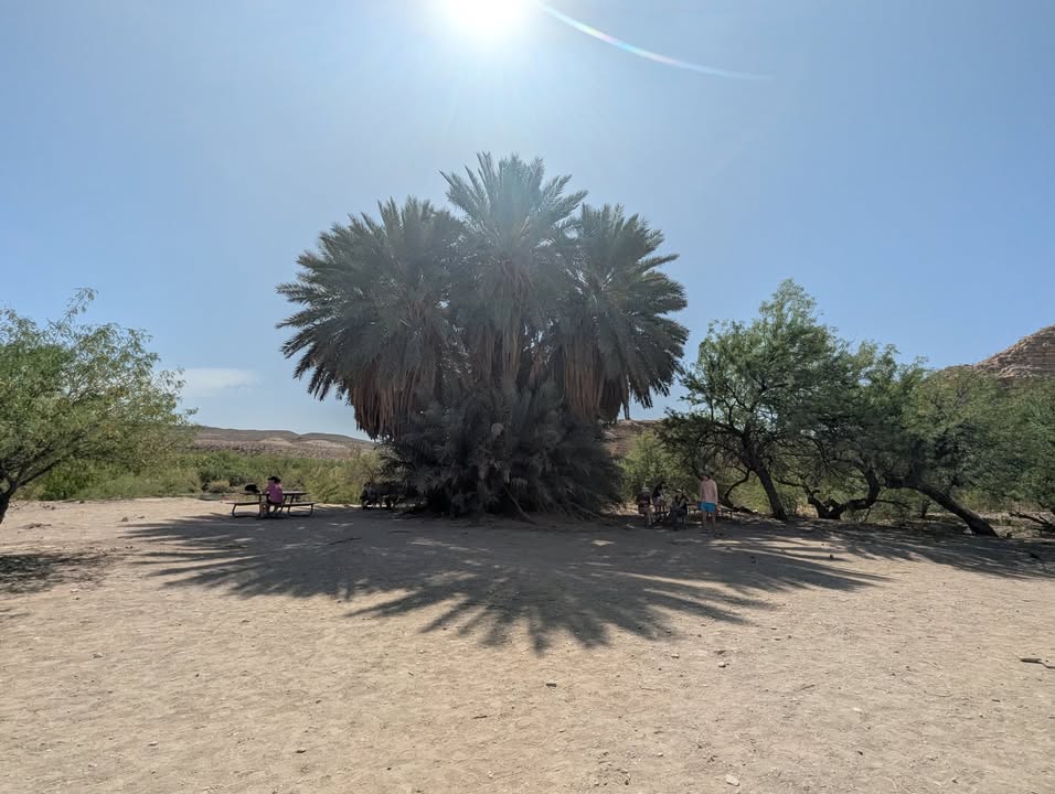 Picnic Spot in the Palm Tree Shade