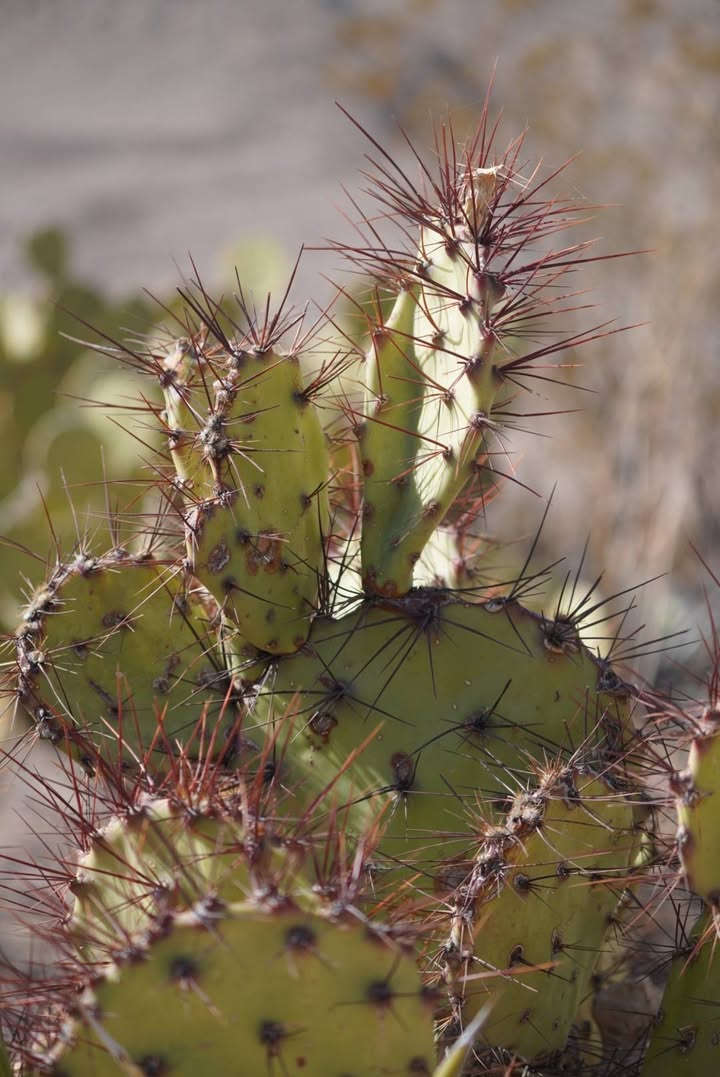 Prickly Cactus along Daniel Ranch Trail