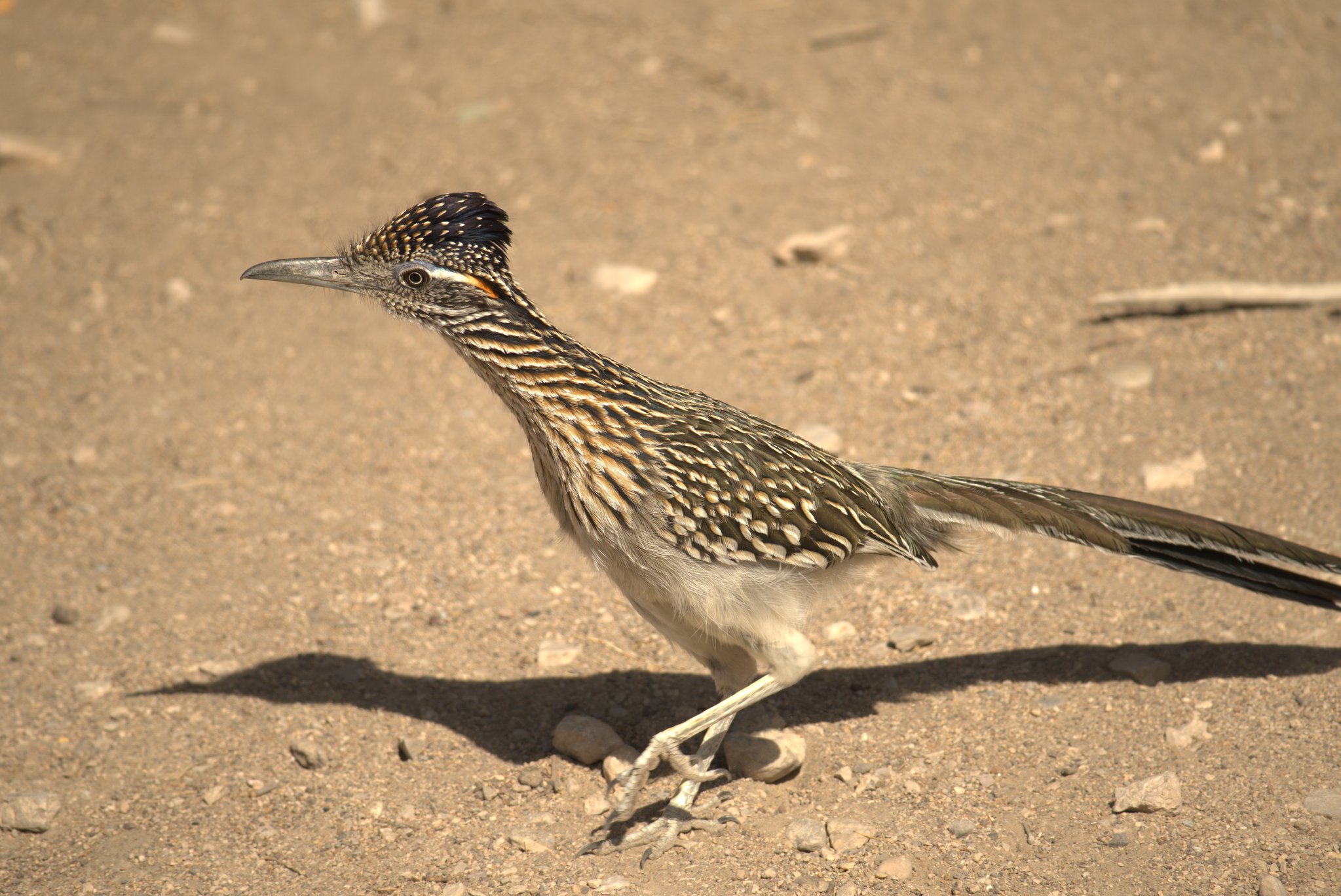 Roadrunner at Rio Grande Village Campground