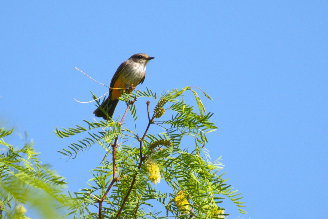 Say's Phoebe on Honey Mesquite