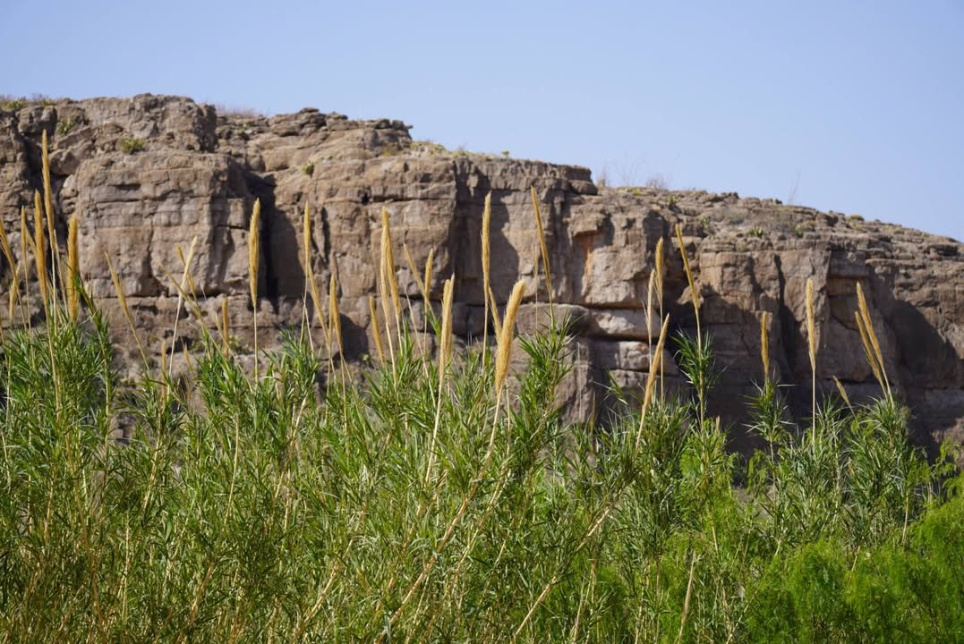 Sotol plants at Daniel Ranch