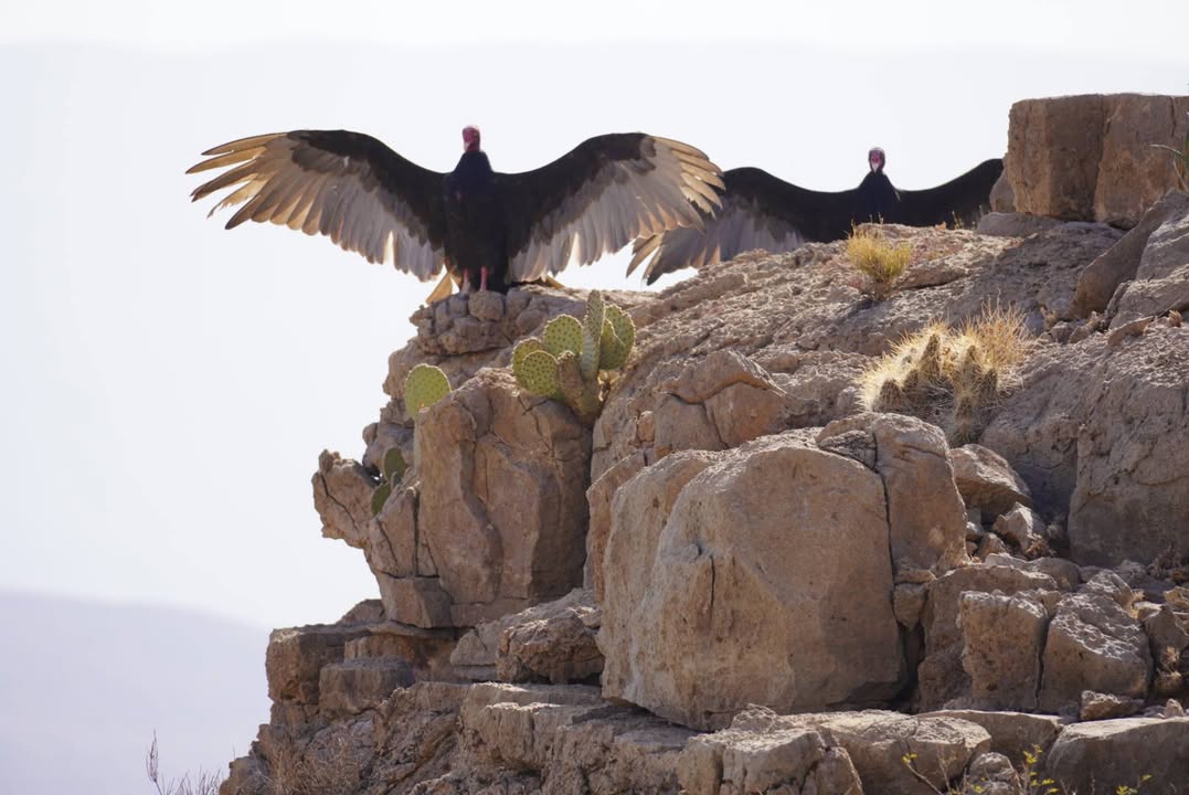 Turkey Vultures on Daniel Ranch Trail
