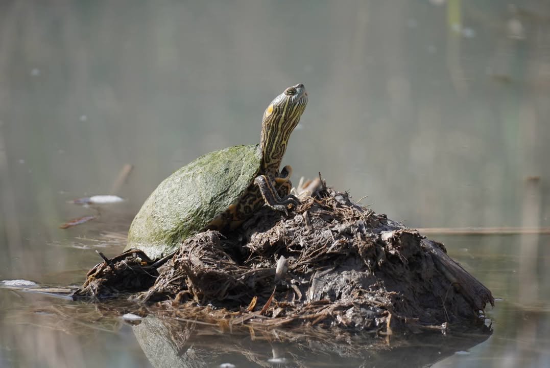 Turtle at Rio Grande Village Nature Trail