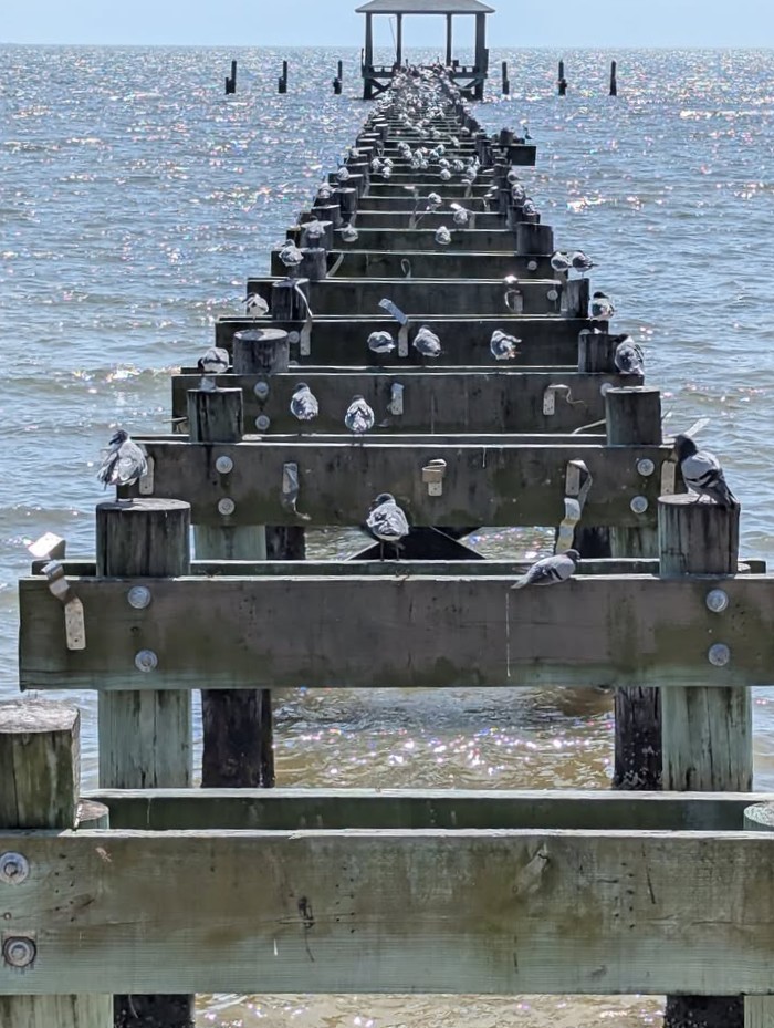 Biloxi Pier Remnants and Seagull Hangout