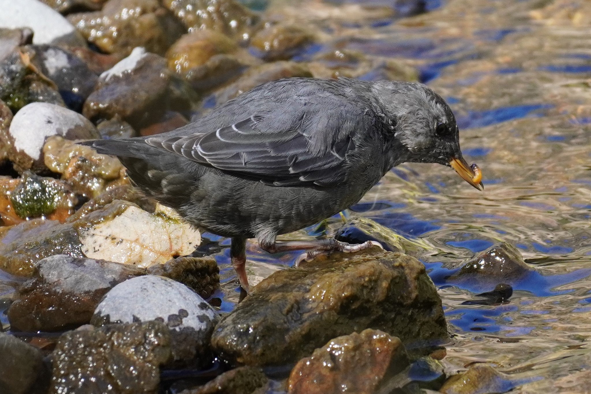 American Dipper on Gunnison River