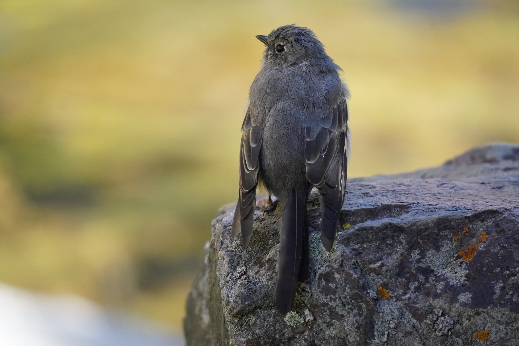 American Dipper on Gunnison River Primitive Trail