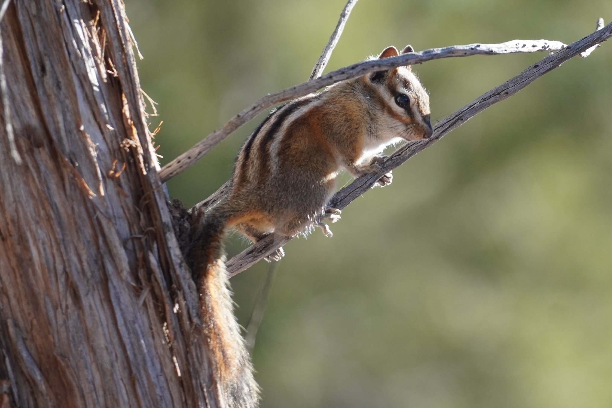 Chipmunk at camp