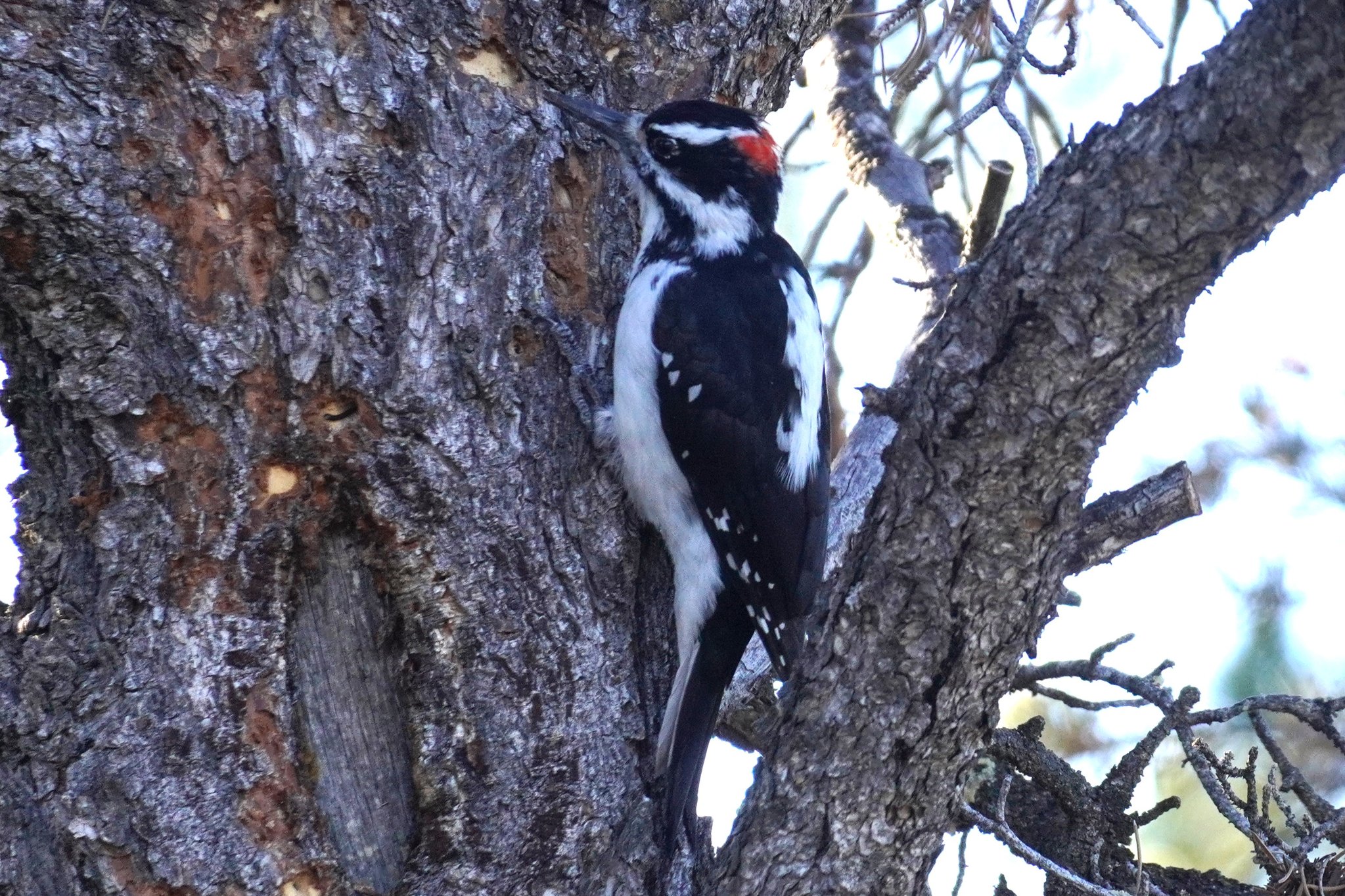 Hairy Woodpecker at Camp