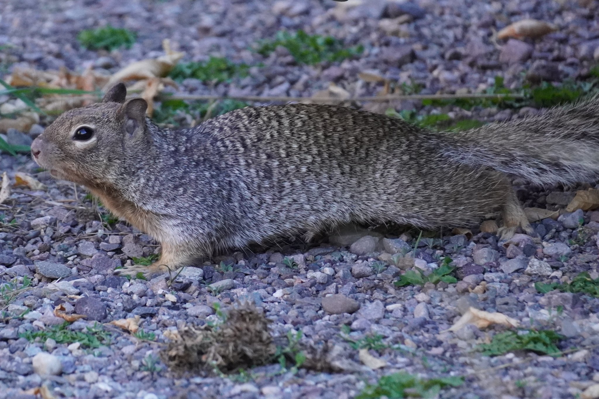 Rock Squirrel at Parking Spot for Primitive Trail